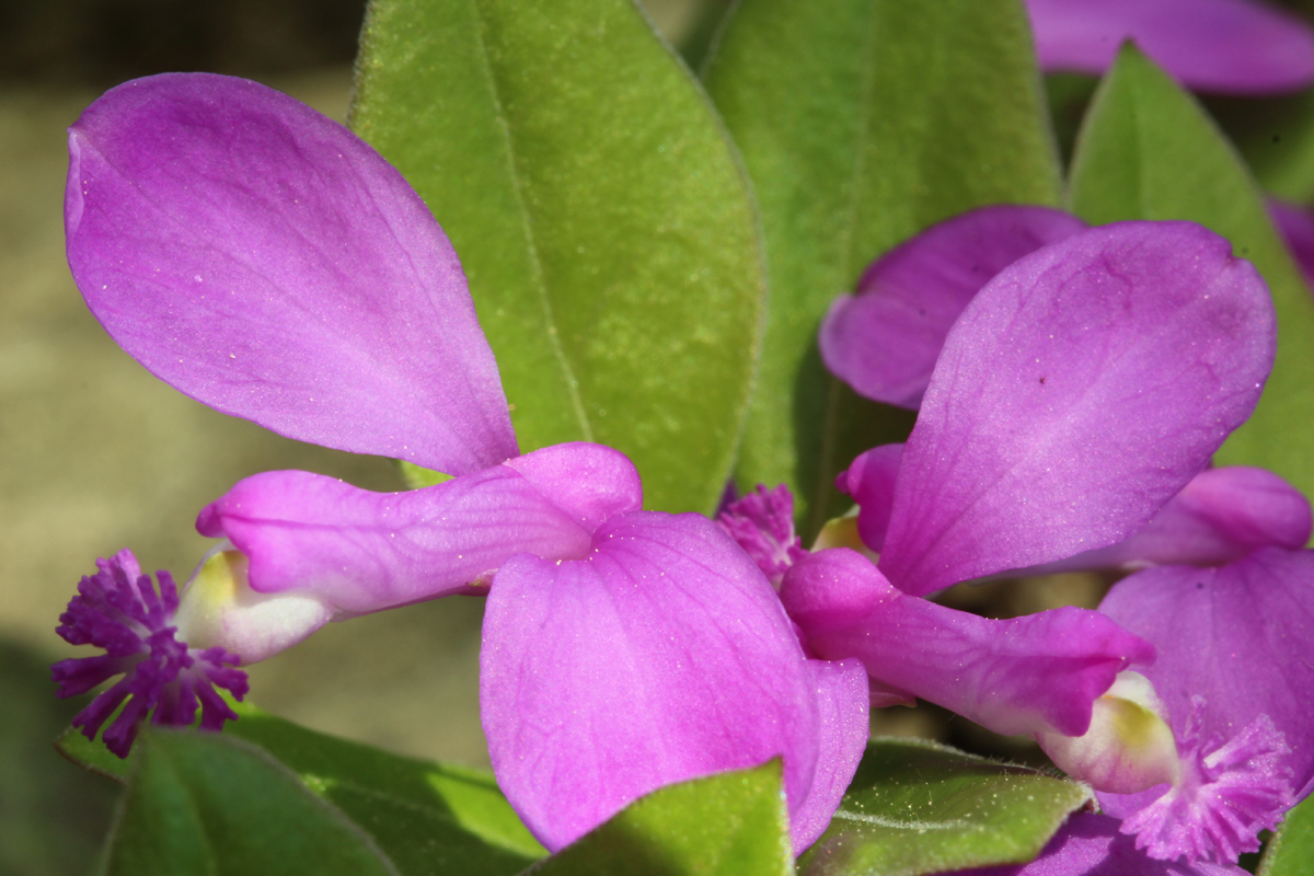 Fringed Polygala