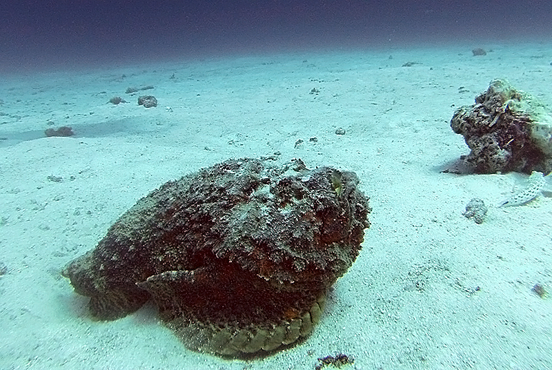 Estuarine stonefish