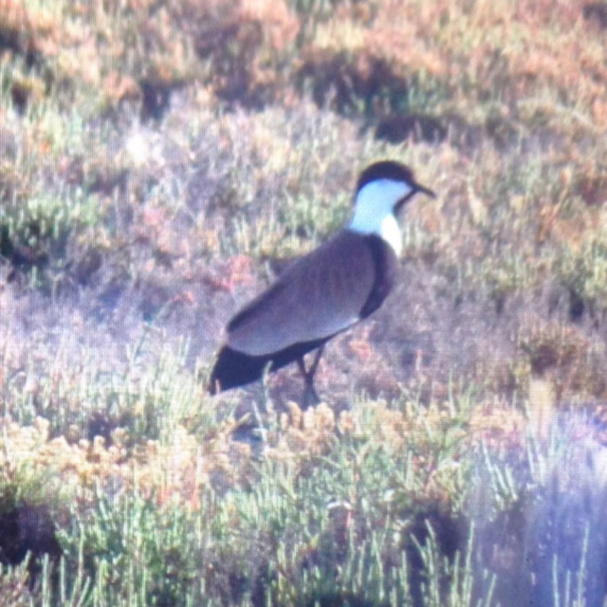 Spur-winged Lapwing