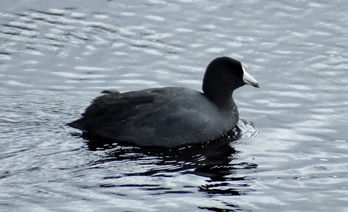 American coot