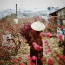 Selling Tet peaches