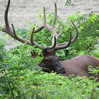 Elk (Cherokee, NC herd)