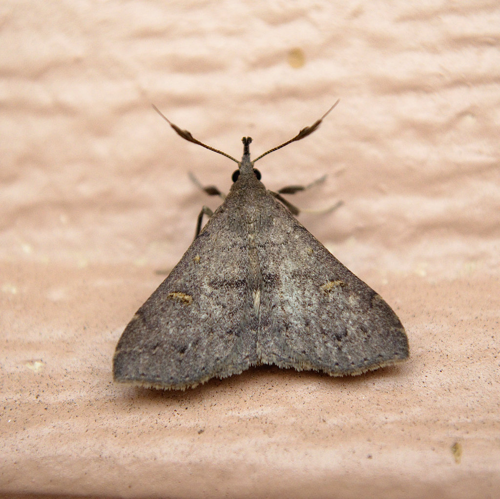 Moth