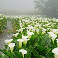 【竹子湖】苗榜花園餐廳