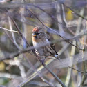 Redpoll