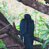 Asian Koel (male)