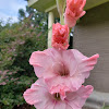 gladiola