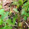 Tussock moth Caterpillar