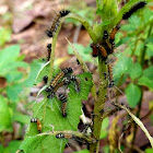 Tussock moth Caterpillar