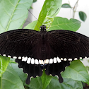 Common mormon male