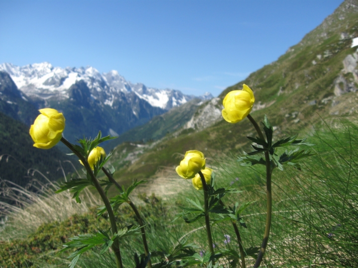 Botton d'oro di mari.ve