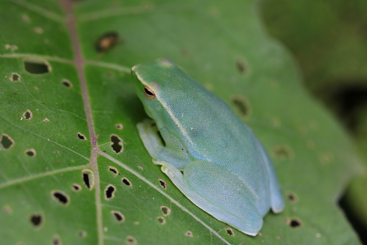 Orinoco Lime Treefrog