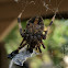 Spotted Orbweaver