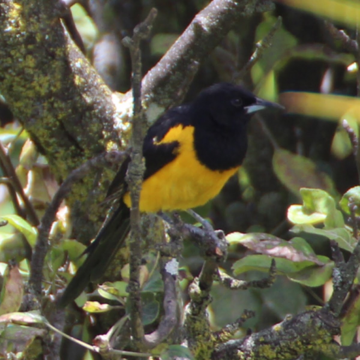 Black-vented Oriole