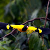 Black-hooded Oriole