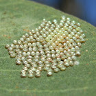 Autumn Gum Moth eggs