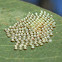 Autumn Gum Moth eggs