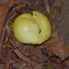 Russula mushroom