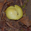 Russula mushroom