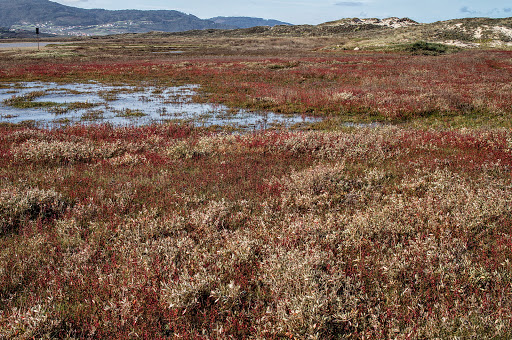 Salicornia ramosissima