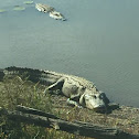 American alligator