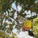 Common Jezebel Butterfly