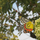 Common Jezebel Butterfly