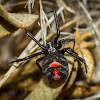 Black Widow Spider