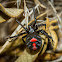 Black Widow Spider