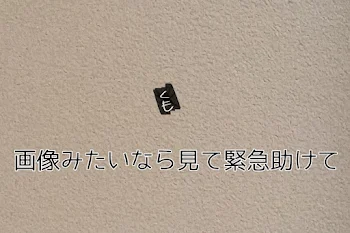 緊急助けてくもでた親寝てる死んだ絶対みろ