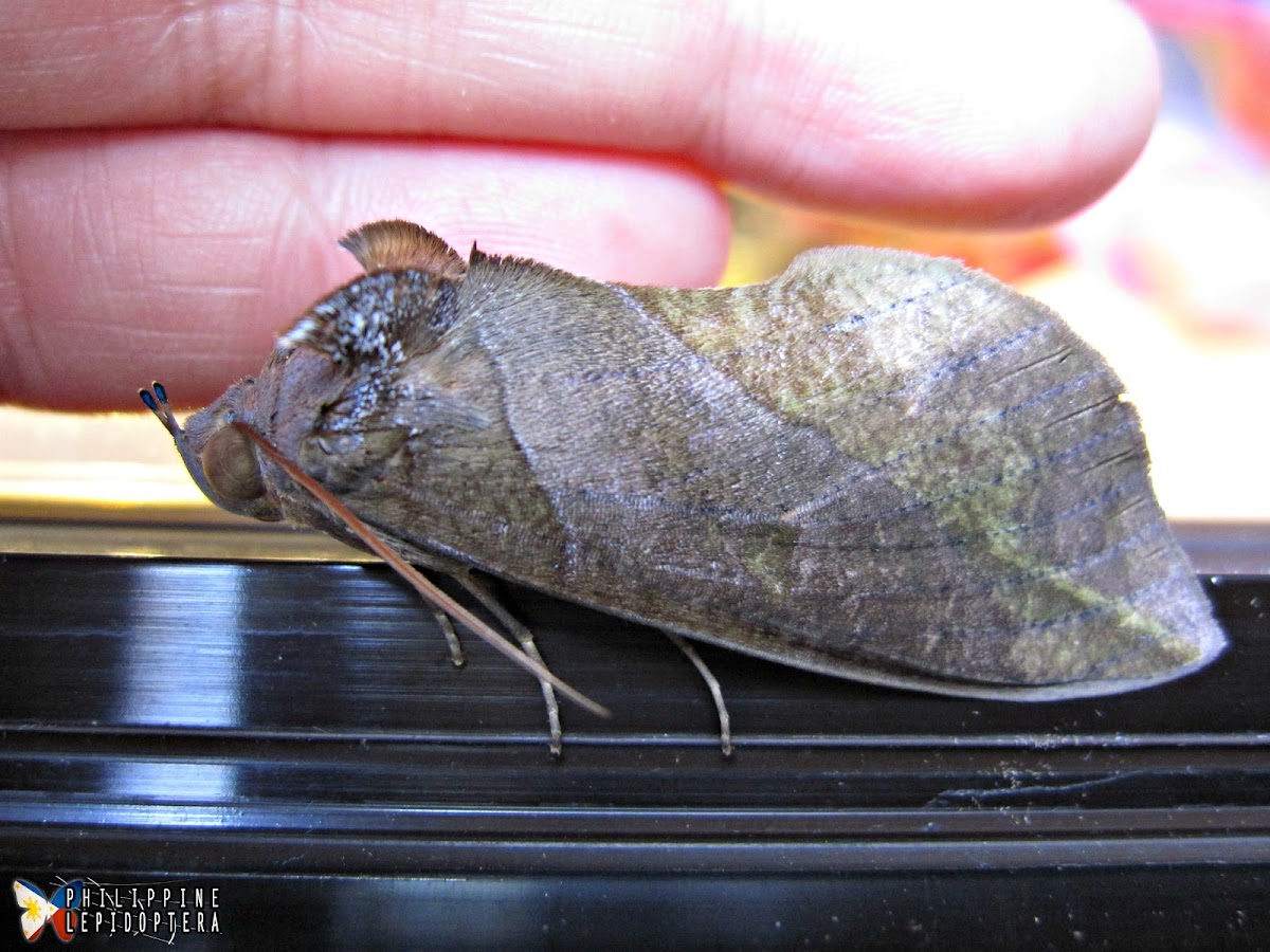 Fruit Piercing Moth