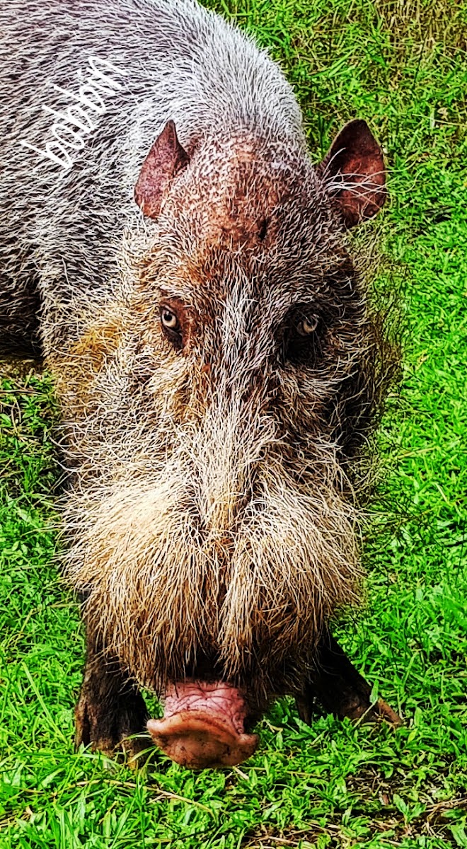 Bearded Pig