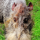 Bearded Pig