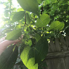 Red-Panicle Dogwood