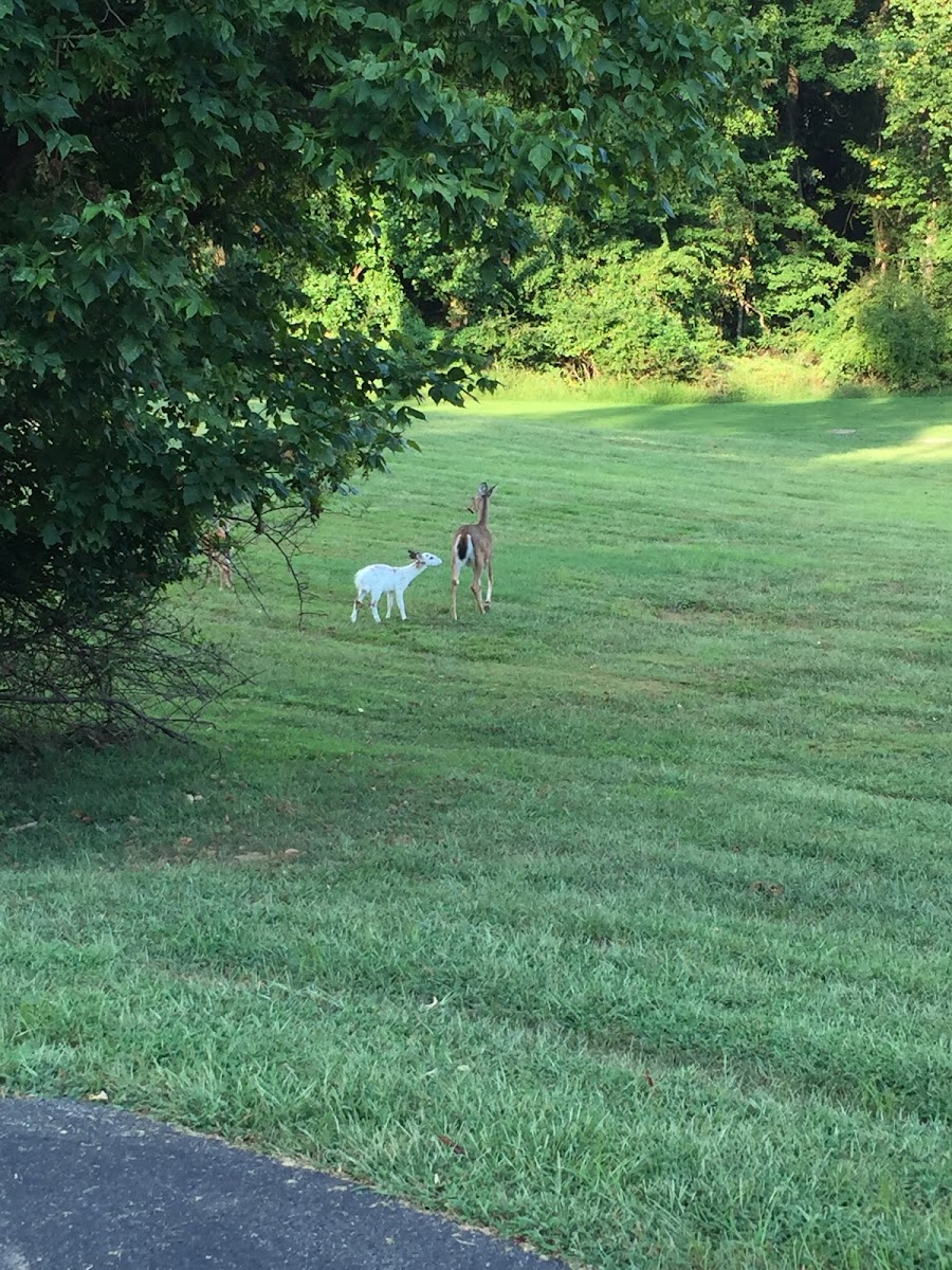 White tailed deer