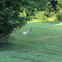 White tailed deer