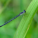 Fragile Forktail