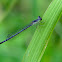 Fragile Forktail