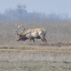 Tule Elk