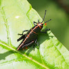 Lubber Grasshopper (juvenile)