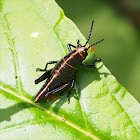 Lubber Grasshopper (juvenile)