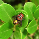 Hover Fly