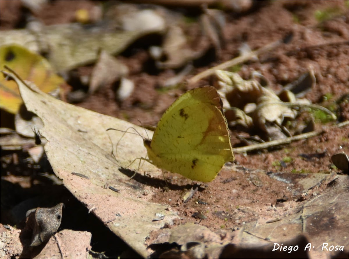 Tailed Yellow