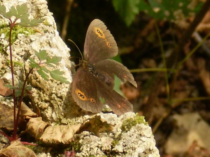 Farfalla occhioluta di robirish