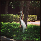 Great Egret