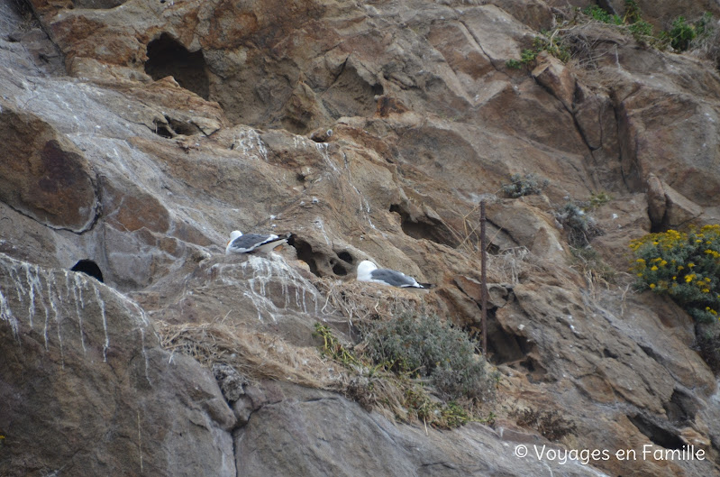 Morro rock - mouettes