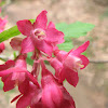 Red-flowering currant