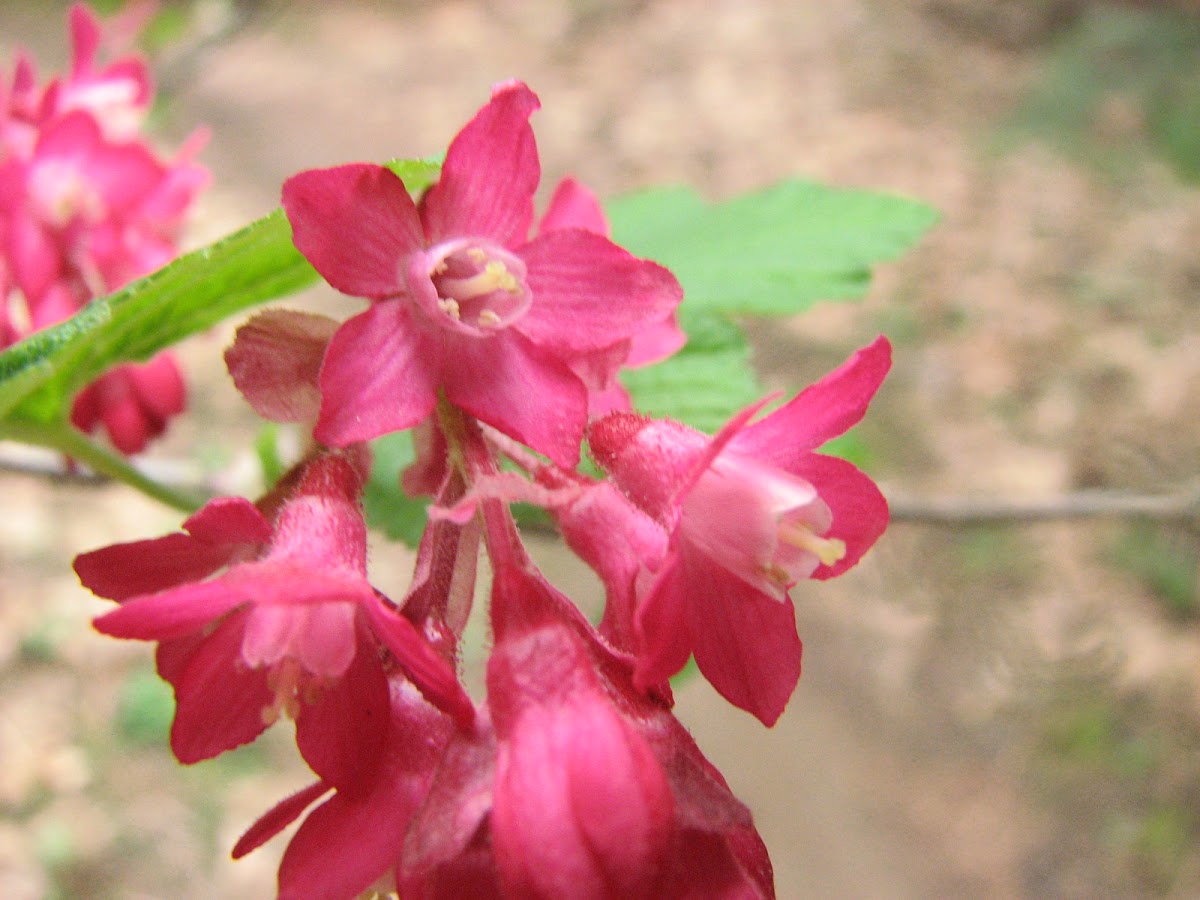 Red-flowering currant