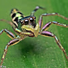 Jumping Spider