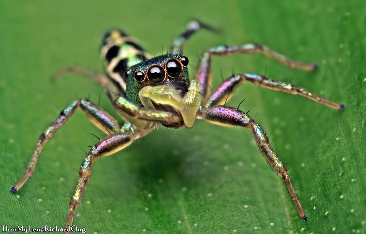 Jumping Spider